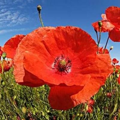 米乐app下载并安装截图