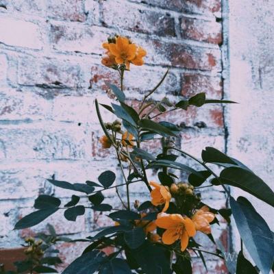 欧意交易所下载